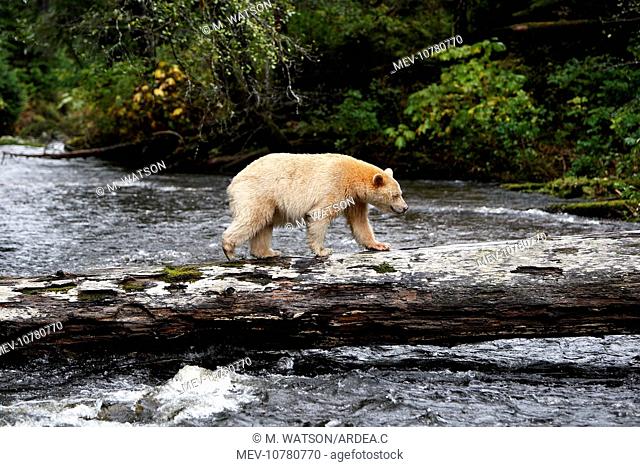 Kermode / Spirit Bear - hunting for Sockeye Salmon (Ursus americanus kermodei)