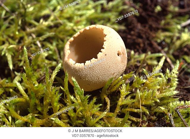 Tarzetta catinus is a small inedible fungus. This photo was taken in Montseny Biosphere Reserve, Barcelona province, Catalonia, Spain