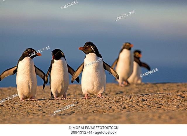 Falkland Islands , Pebble island , Rockhopper penguin  Eudyptes chrysocome chrysocome