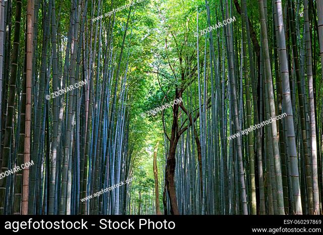 Kyoto, Japan - December 14, 2015: The famous Arashiyama bamboo grove