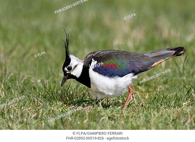 Northern Lapwing (Vanellus vanellus) adult male, breeding plumage, approching nest with eggs in meadow, Leicestershire, England, May