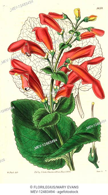 Gesneria fascialis (Gaping-flowered gesnera, Gesnera fascialis). Handcoloured copperplate engraving after a botanical illustration by Walter Fitch from William...
