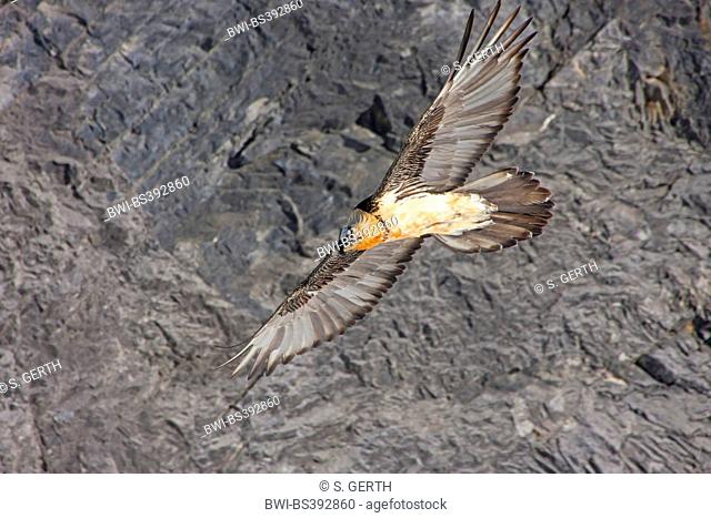 Lammergeier, Bearded Vulture (Gypaetus barbatus), bearded vulture in flight before a rock wall, Switzerland, Valais, Leukerbad