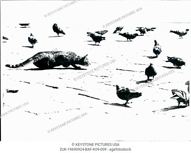 Sep. 24, 1969 - This picture of a cat sneaking up on unsuspecting pigeons was a submission by American officer Robert Scheer, stationed in Italy
