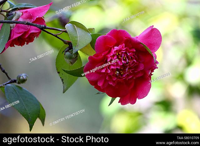 RUSSIA, SOCHI - MARCH 22, 2023: A Camellia plant is pictured at the Sochi Arboretum. Dmitry Feoktistov/TASS
