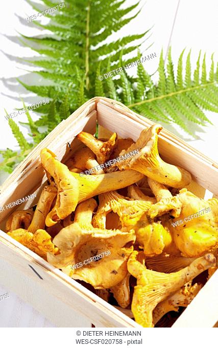 Chanterelles (Cantharellus cibarius) and fern leaves in log basket on wooden table