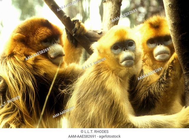 Chinese Golden Monkeys (Rhinopithecus roxellana roxellana) China