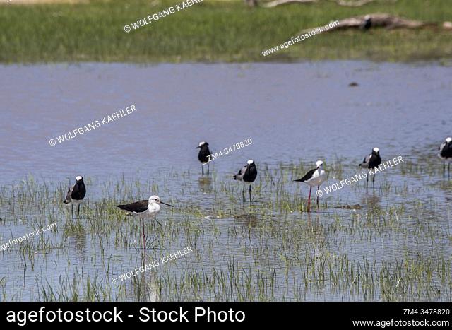 Blacksmith lapwings or blacksmith plovers ( Vanellus armatus) and black-winged stilts (Himantopus himantopus) on a pond in the Gomoti Plains area