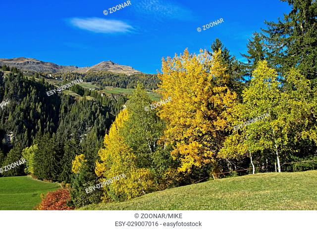 Landscape with deciduous forest in autumn leaf colors in the Engadin, Tarasp, Graubunden, Schweiz