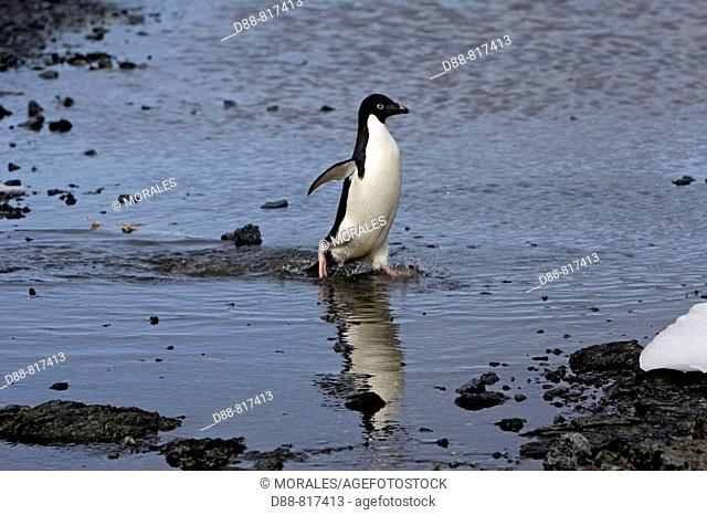 Adelie Penguin (Pygoscelis adeliae). Gourdin Island, Antarctica