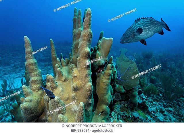 Pillar corals (Dendrogyra cylindricus) and Black Grouper fish (Mycteroperca bonaci), barrier reef, San Pedro, Ambergris Cay Island, Belize, Central America