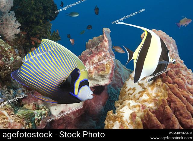 Emperor Angelfish in Coral Reef, Pomacanthus imperator, Komodo National Park, Indonesia