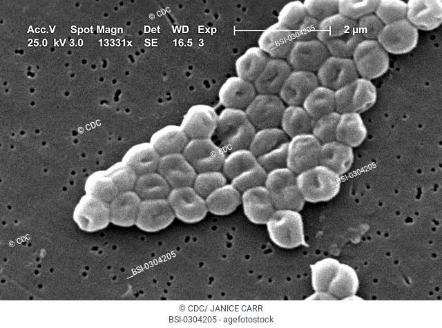 ACINETOBACTER BAUMANNII<BR>This SEM depicts a highly magnified cluster of Gram-negative, non-motile Acinetobacter baumannii bacteria, Mag:  13331x