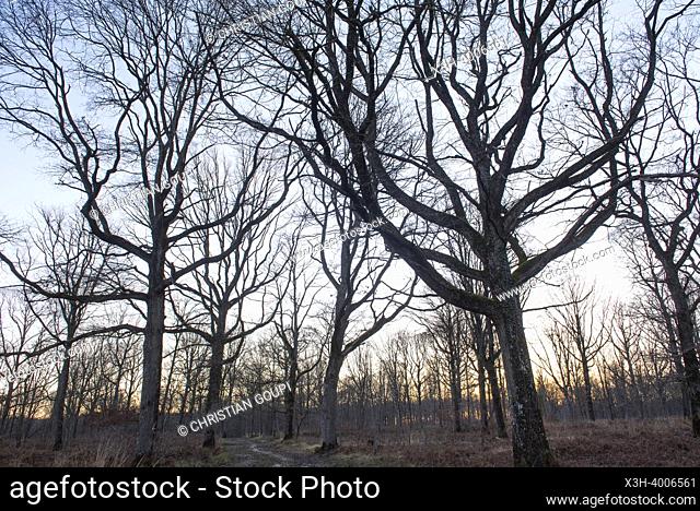 Bare oaks in winter, Forest of Rambouillet, Haute Vallee de Chevreuse Regional Natural Park, Yvelines department, Ile-de-France region, France, Europe