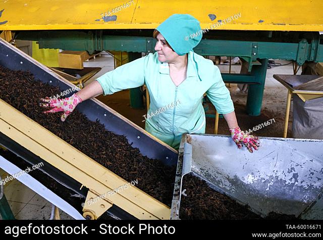 RUSSIA, KRASNODAR REGION - JUNE 23, 2023: A woman sorts dried tea leaves at the Matsesta Tea Factory in the village of Izmailovka, Khostinsky District