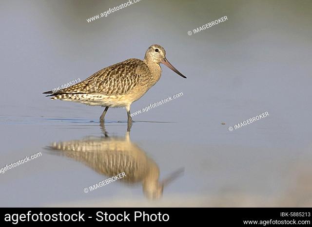Bar-tailed Godwit ( Limosa lapponica) , Old animal in winter plumage in shallow water, Zicksee, St.Andrä, National Park Neusiedler See, Burgenland, Austria