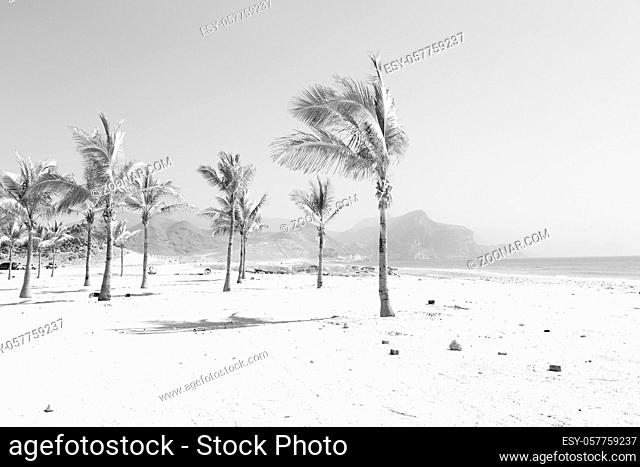 near sandy beach sky palm  and mountain in oman arabic sea the hill