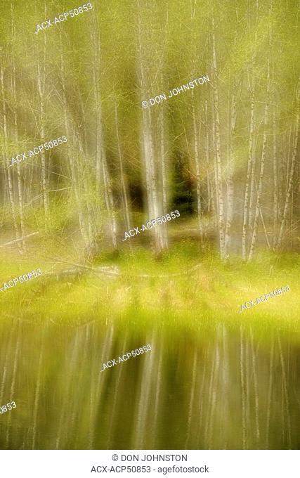 Red alder Alnus rubra reflections of a grove in a pond multiple exposure