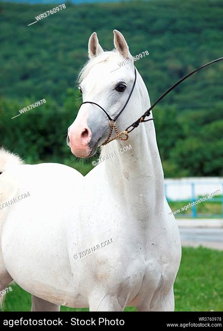 portrait of white arabian stallion