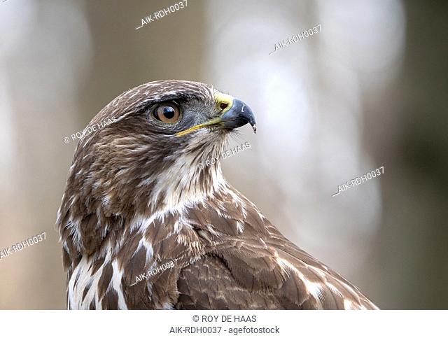 Common Buzzard (Buteo buteo) close-up of it's head while perched on a prey in the forest