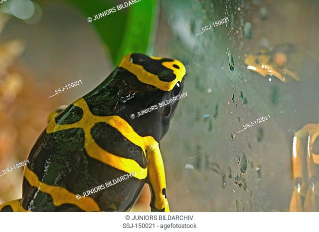 Yellow-banded poison dart frog/ Dendrobates leucomelas restrictions: Tierratgebebücher, Kalender / animal guidebooks, calendars