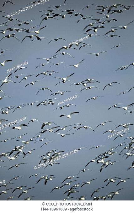 snow geese, Chen caerulescens, flock, water, spring, migrate, migration, avian, aver, bird, birds, geese, Klamath, National Wildlife Refuge, Oregon, OR, USA