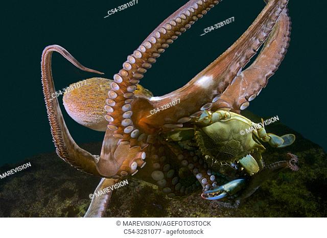 Common octopus (Octopus vulgaris) devouring Blue crab. Atlantic blue crab. Chesapeake blue crab (Callinectes sapidus). Eastern Atlantic. Galicia