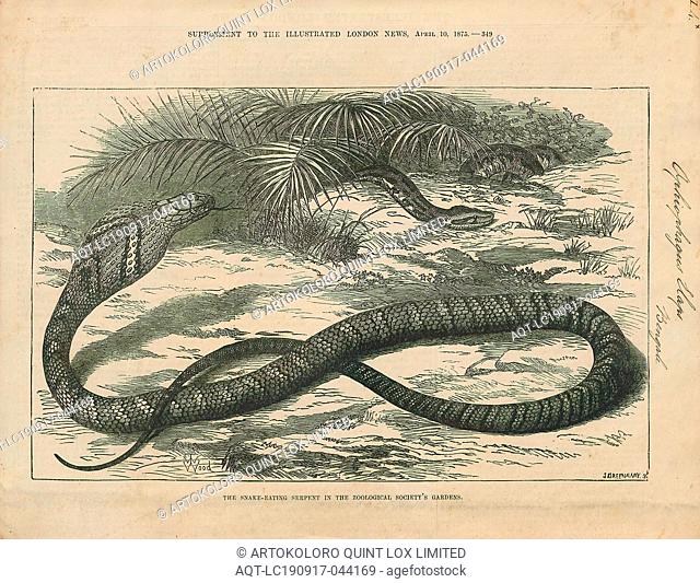 Ophiophagus elaps, Print, The king cobra (Ophiophagus hannah), also known as the hamadryad, is a venomous snake species in the family Elapidae
