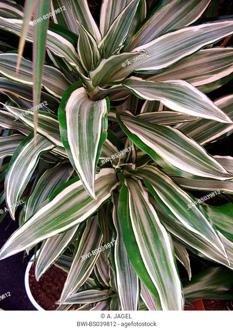 corn plant (Dracaena fragrans), leaves