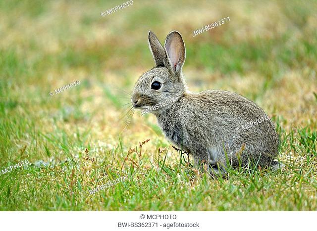 European rabbit (Oryctolagus cuniculus), young rabbit in a meadow, Germany, Juist