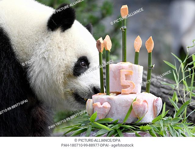 10 July 2018, Germany, Berlin: Panda female Meng Meng takes a look at her birthday cake at her enclosure at the Berlin Zoological Garden