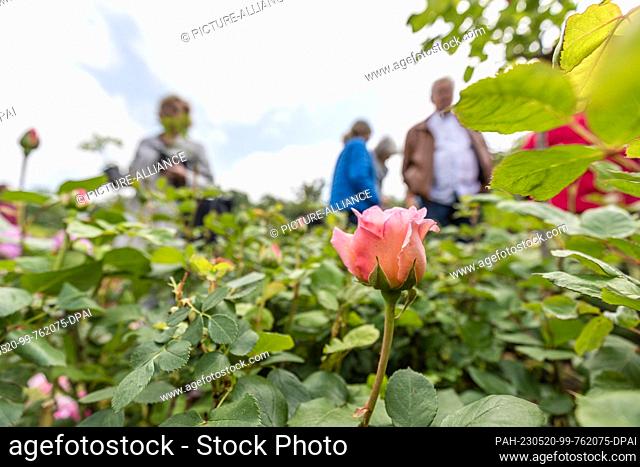 20 May 2023, Brandenburg, Cottbus: ""Forster Rosentraum"" is a rose that was bred ten years ago on the occasion of the 100th anniversary of the ""Ostdeutscher...