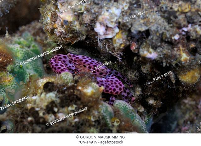 Crabs of this genus Trapezia sp are found in huge numbers on coral reefs They can be seen occupying the gaps between coral branches and in similar sheltered...