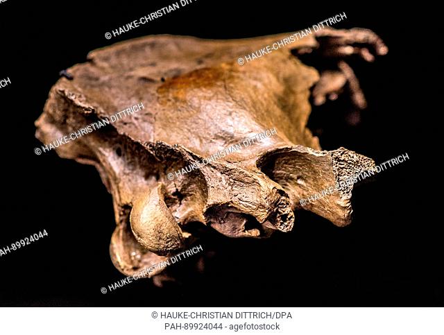The skull of a sabre toothed tiger on display as part of a special exhibition entitled 'The Ice Age Hunter: The Deadly Danger of Sabre Toothed Tigers' in the...