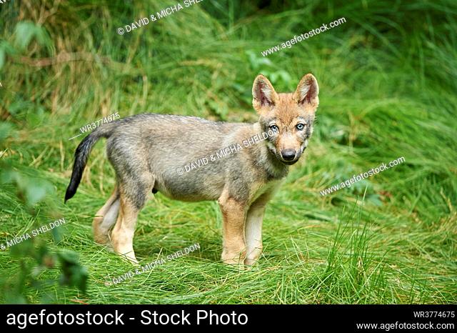 Eurasian wolf cub, Canis lupus lupus, National Park, Bavarian Forest, Bavaria, Germany, Europe