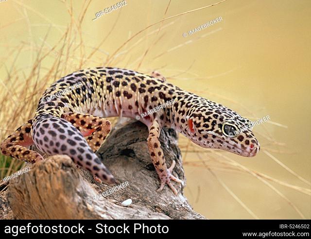 Leopard Gecko (Eublepharis macularis)
