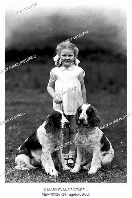 A young girl with her hair in ribbons with two Welsh Springer spaniels: Philosopher of Dowlands and Dewi Sant