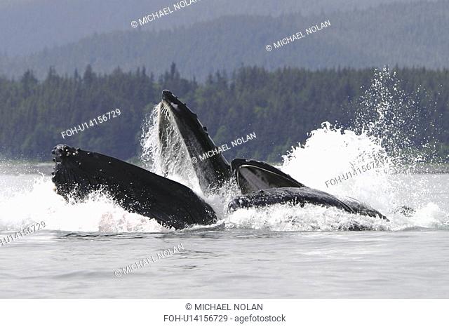 Humpback Whales Megaptera novaeangliae co-operatively bubble-net feeding in Stephens Passage, Southeast Alaska, USA. Pacific Ocean
