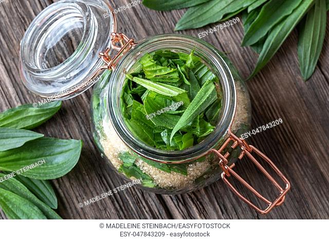 A jar filled with ribwort plantain leaves and cane sugar, to prepare herbal syrup against cough