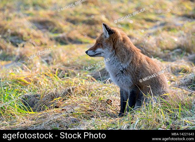 Red fox in a meadow, Vulpes vulpes, winter, Hesse, Germany, Europe