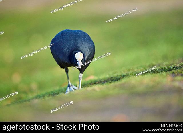 coot or coot (fulica atra) stands in a meadow, bavaria, germany