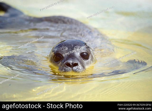 20 May 2022, Schleswig-Holstein, Friedrichskoog: The seal ""Meike"" swims for the first time after the quarantine of the young animal in one of the outdoor...
