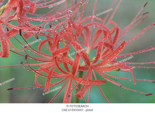 A Cluster Amaryllis And Waterdrop