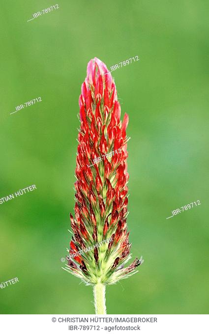 Red Trefoil (Trifolium rubens)