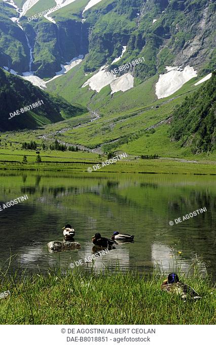 Mallards, lake Hintersee, High Tauern National Park, Austria