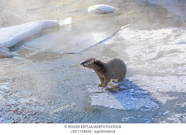 Eurasian Otter Lutra lutra young individual playing and fish feeding over frozen surface of the river in Kajaani, Finland, in winter at minus 37C