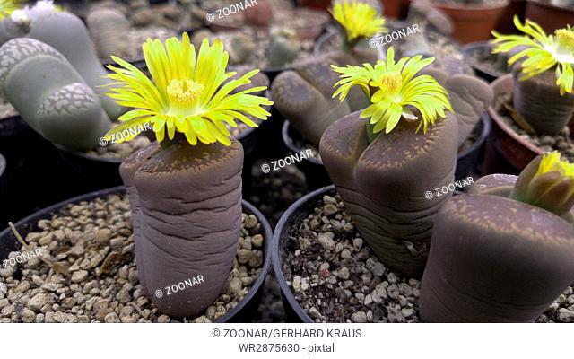 Living stones (Lithops) with yellow blossoms