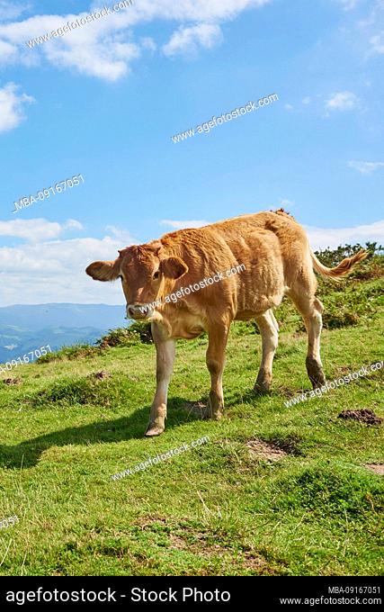 Domestic cattle, calf (Bos primigenius) standing on an alpine meadow on Jizkibel mountain on the Way of St. james, Basque Country