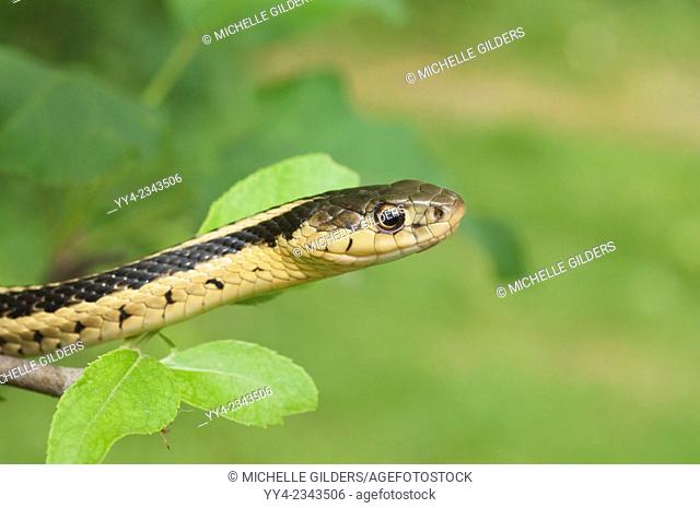 Eastern garter snake, Thamnophis sirtalis sirtalis, native to eastern North America