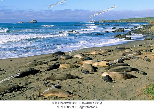 Northern Elephant Seals - Colony on beach at Piedras (Mirounga angustirostris). Blancas Lighthouse Central California, USA
